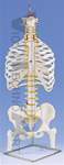 Classic Flexible Spine with ribs and femur heads